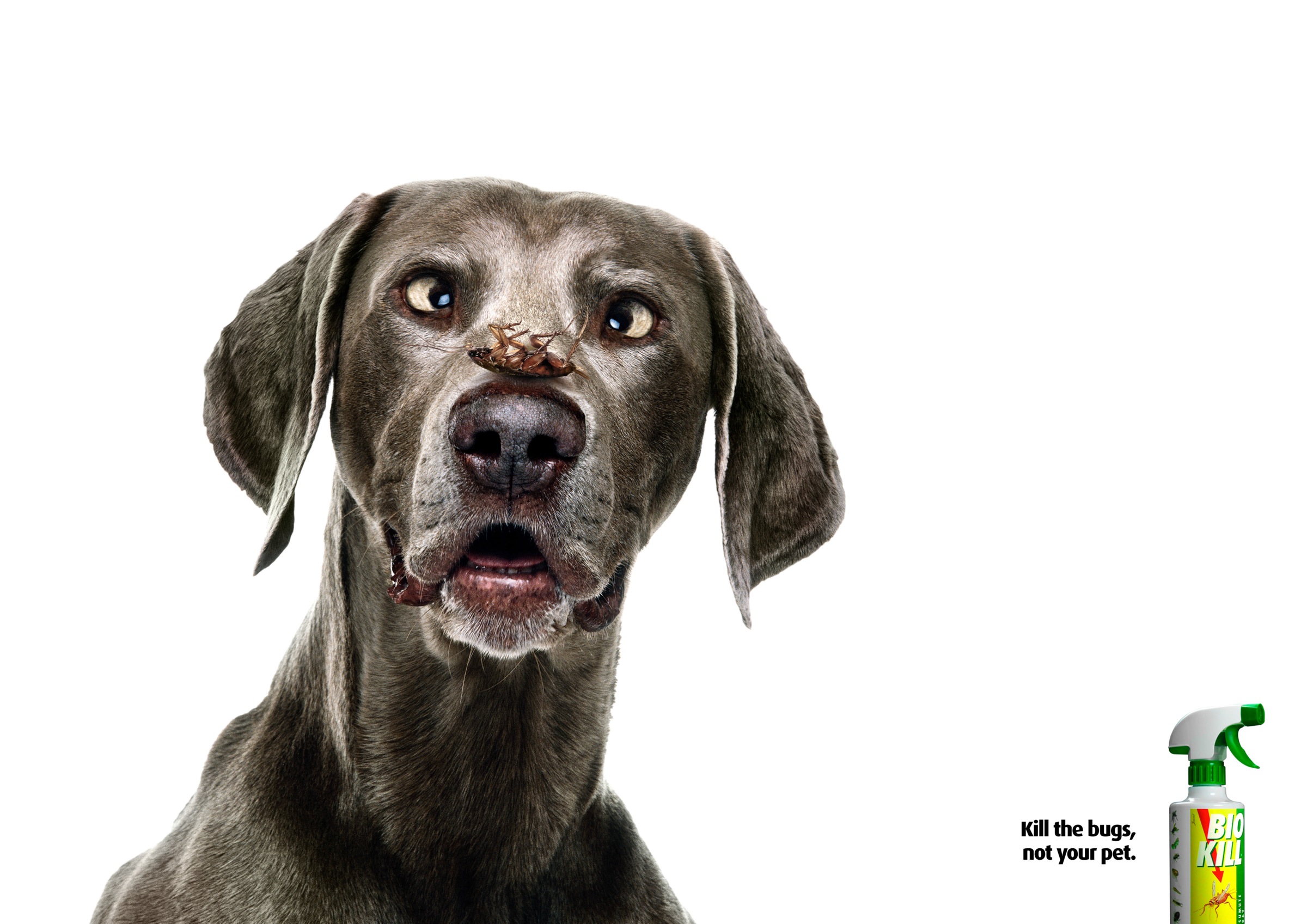 Bio Kill Print Advert By Havas Dog, 1 Ads of the World™