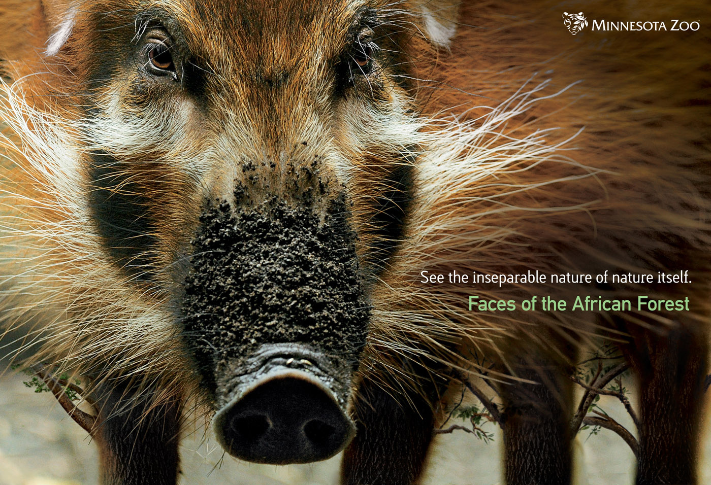 Minnesota Zoo Print Advert By Preston Kelly Faces of the African