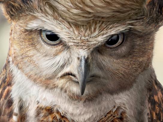 Donald Trump in Advertising