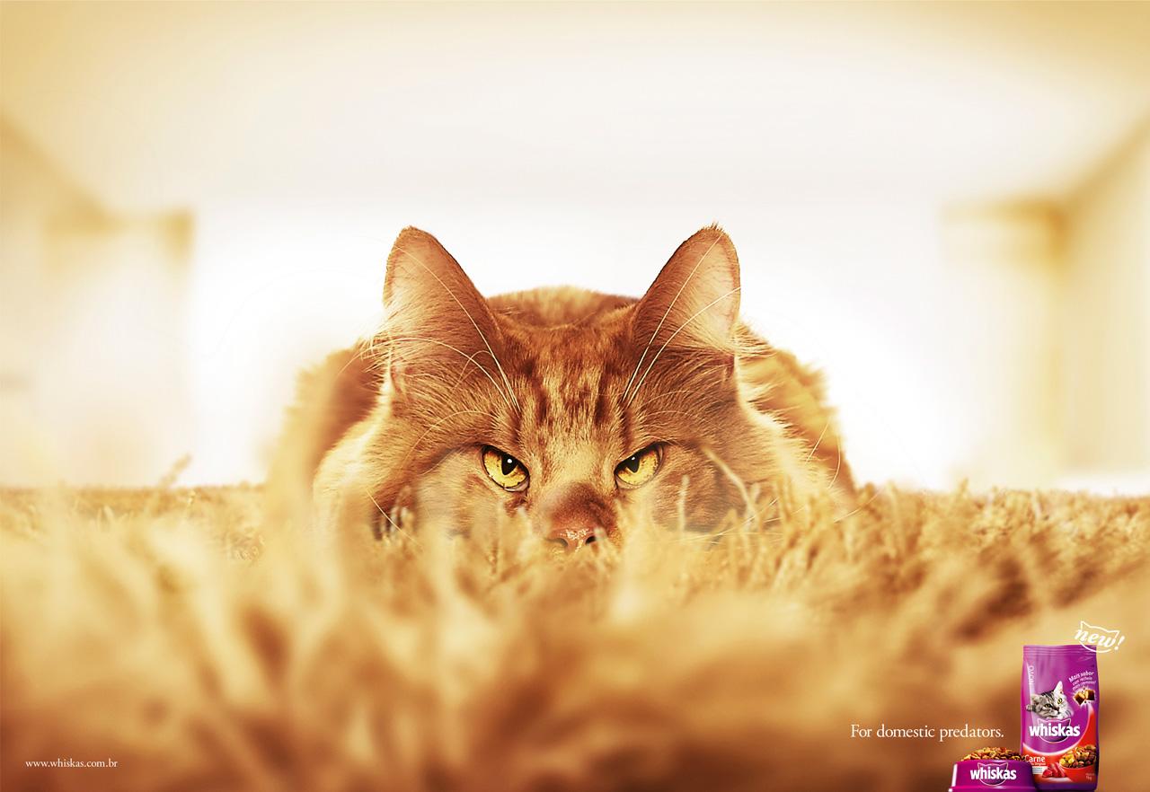 Whiskas Print Advert By TBWA Predator, 2 Ads of the World™