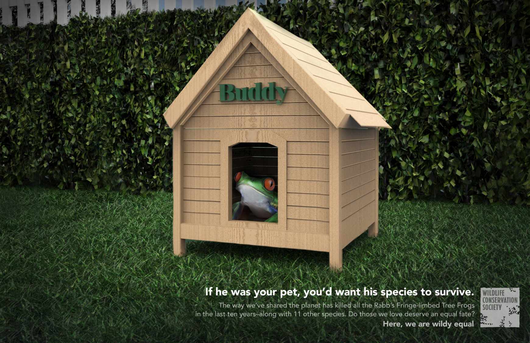 Wildlife Conservation Society Print Ad - Buddy  