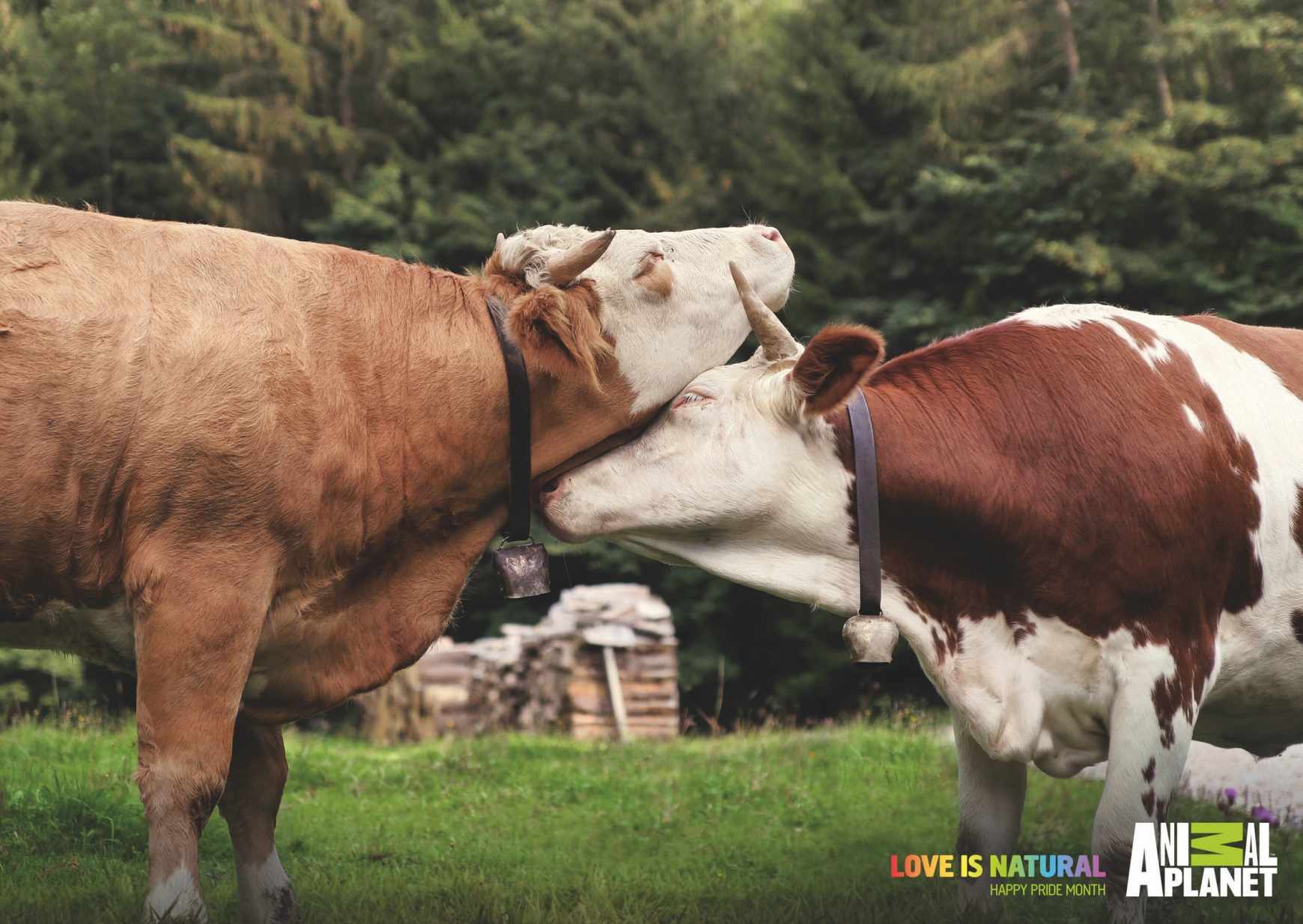 Animal Planet Print Ad - Love is Natural - Cows 