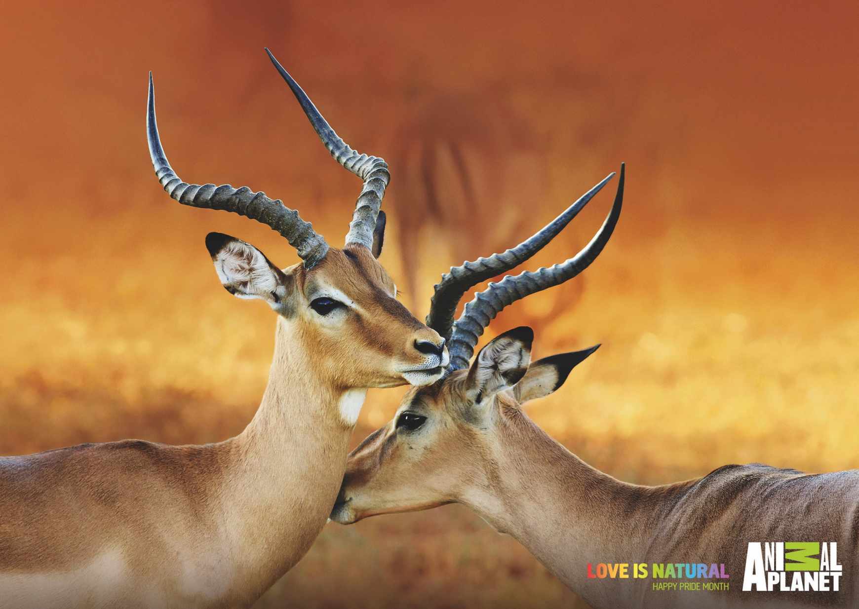 Animal Planet Print Ad - Love is Natural - Impalas 