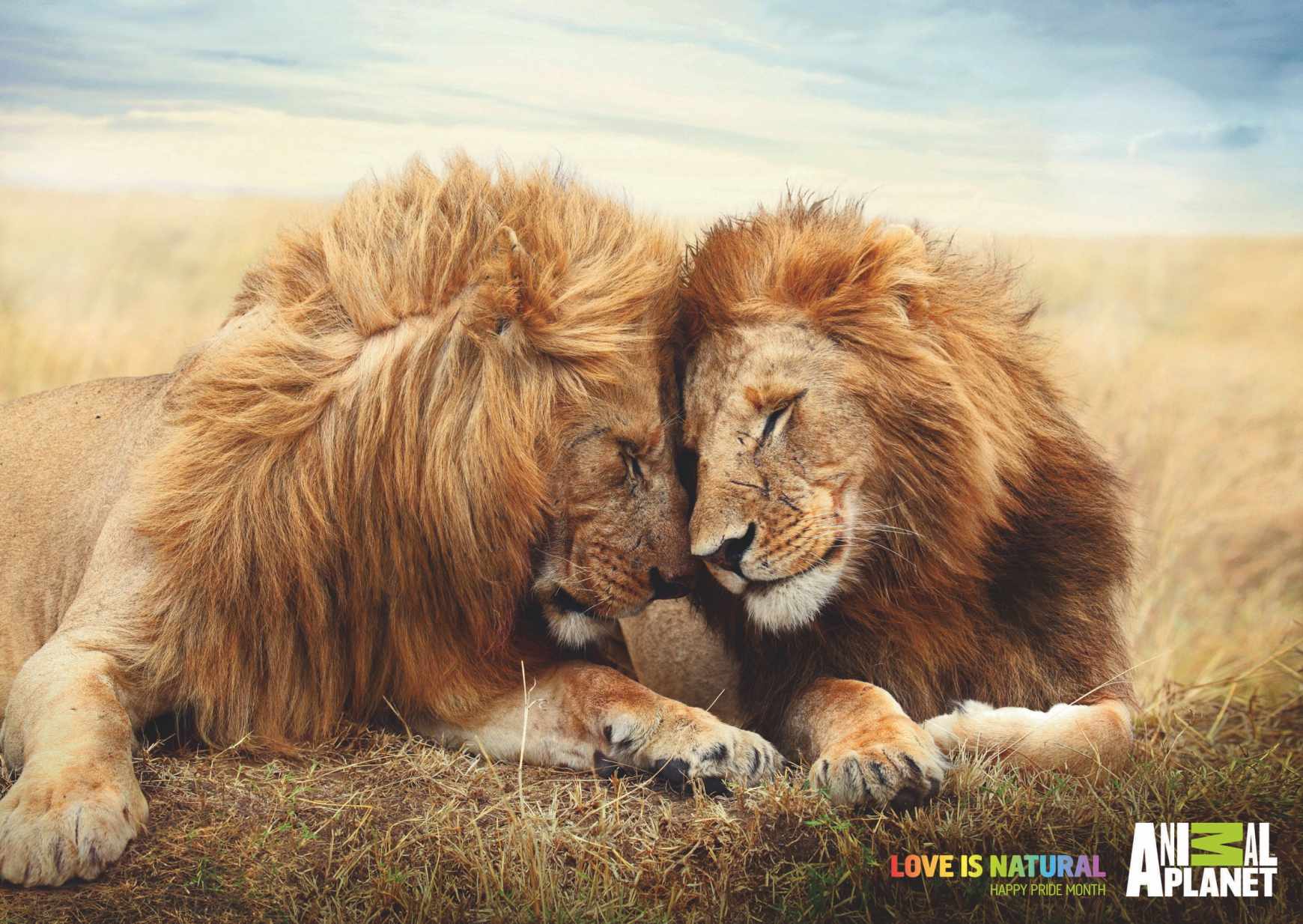 Animal Planet Print Ad - Love is Natural - Lions