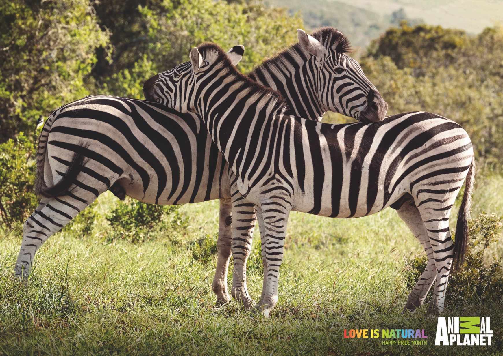 Animal Planet Print Ad - Love is Natural - Zebras 