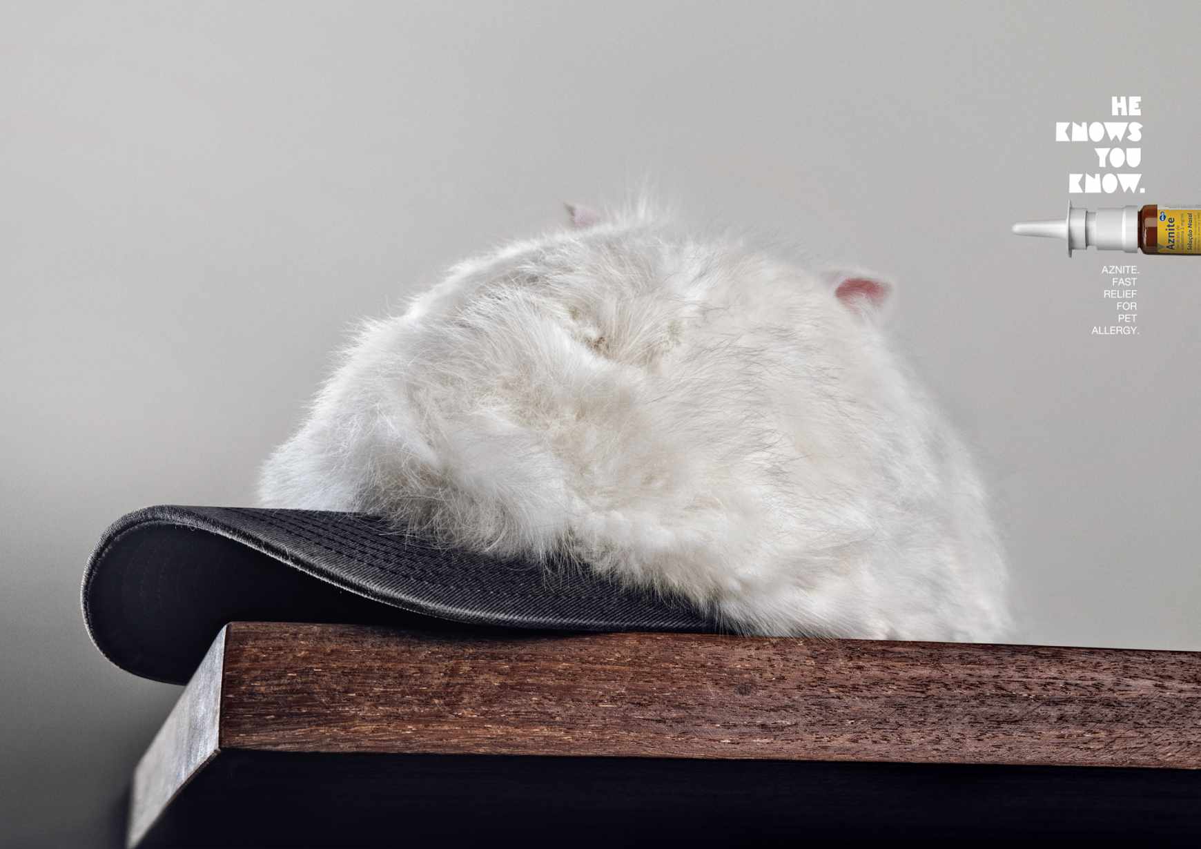 Aznite Print Ad - Cat Hat 