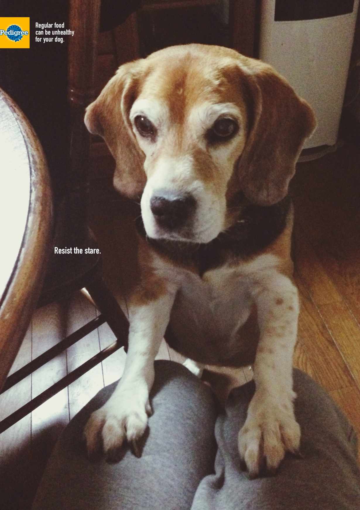 Pedigree Print Ad - Beagle