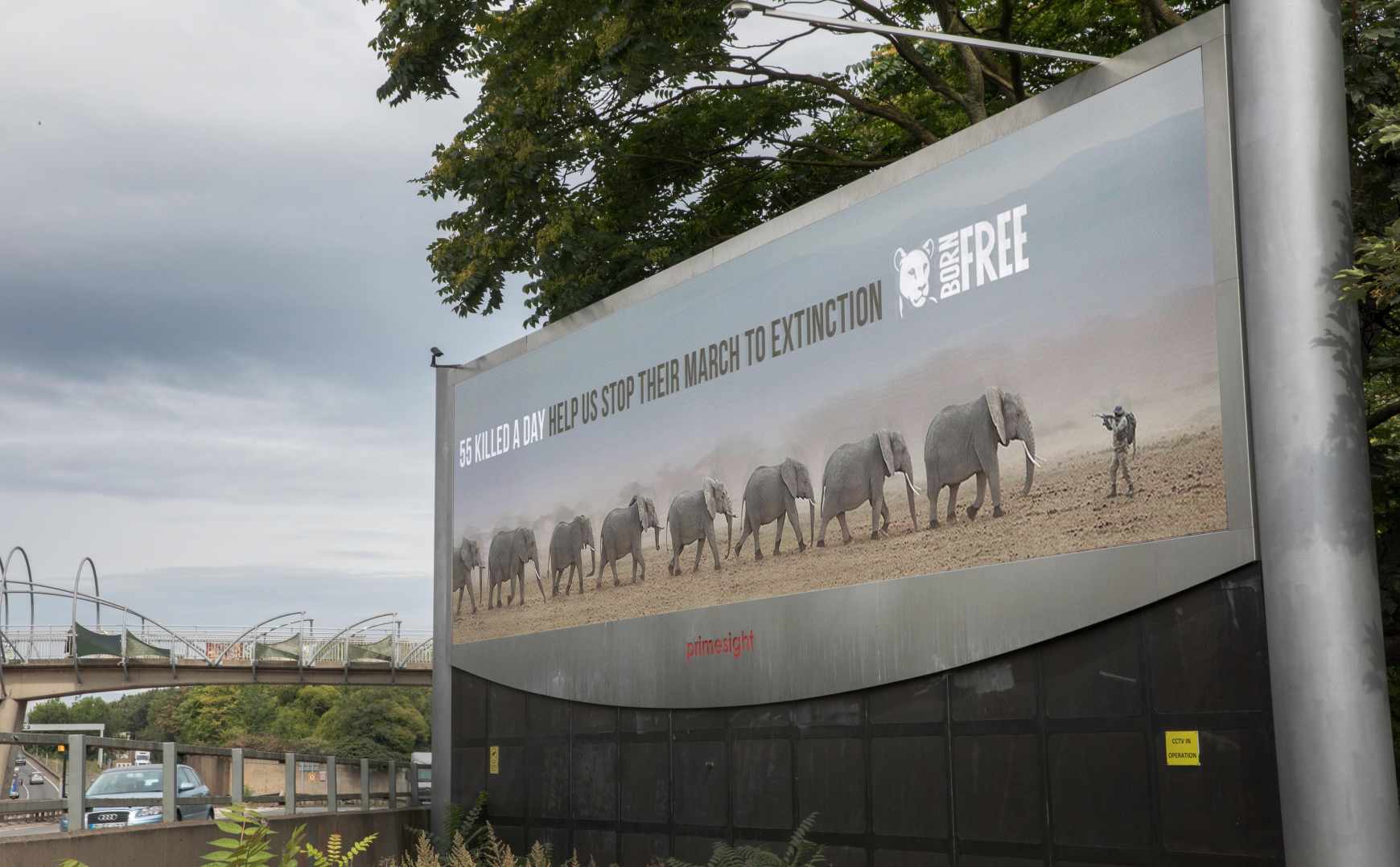 Born Free Foundation Outdoor Ad - World Elephant Day 