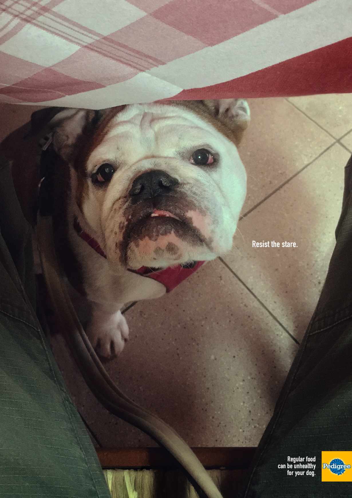 Pedigree Print Ad - Bulldog