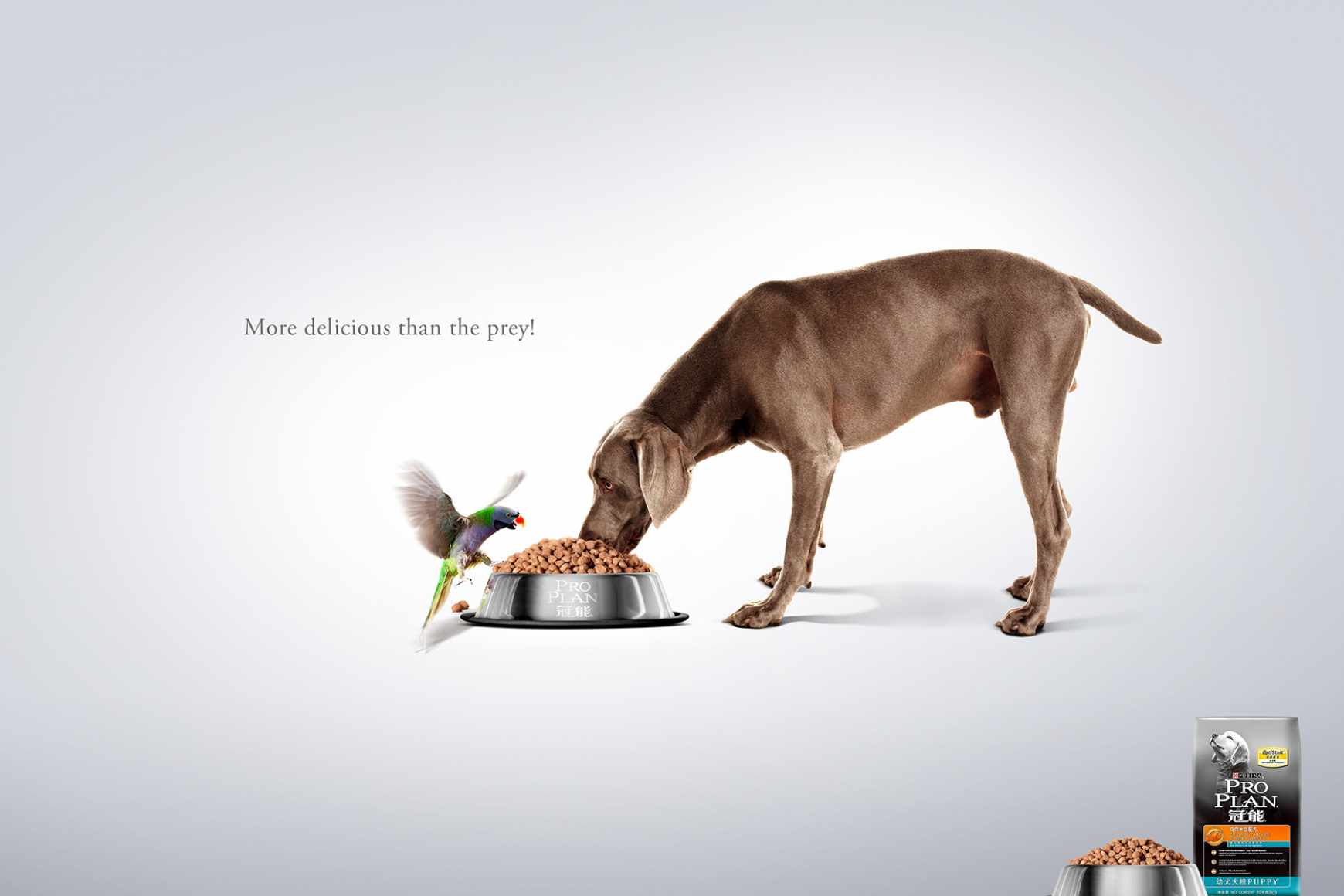 Dog Food Bowl Funny Video Dog Food Bowl Funny Video