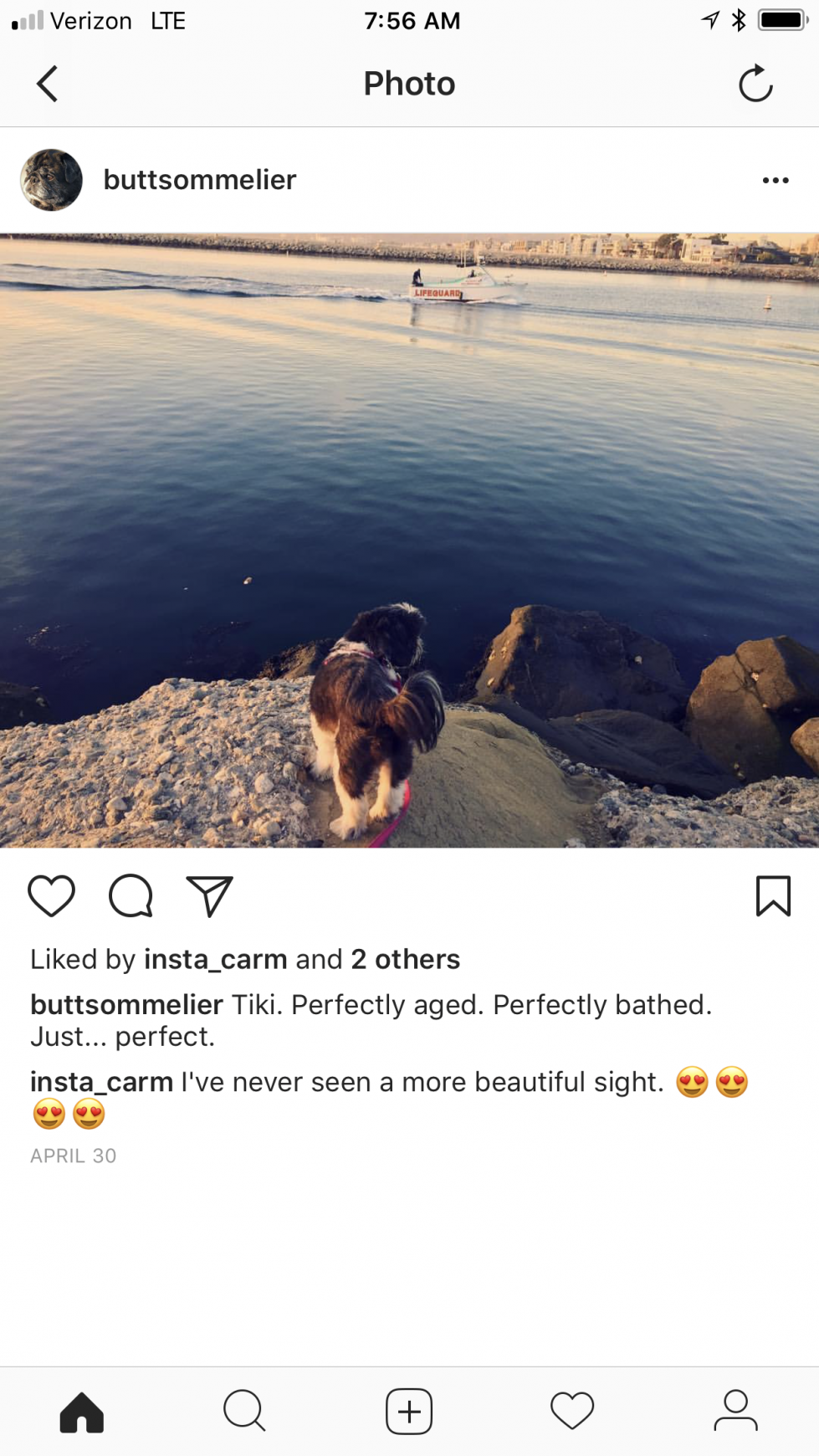 Organic Doggie Treats Digital Ad - The Butt Sommelier