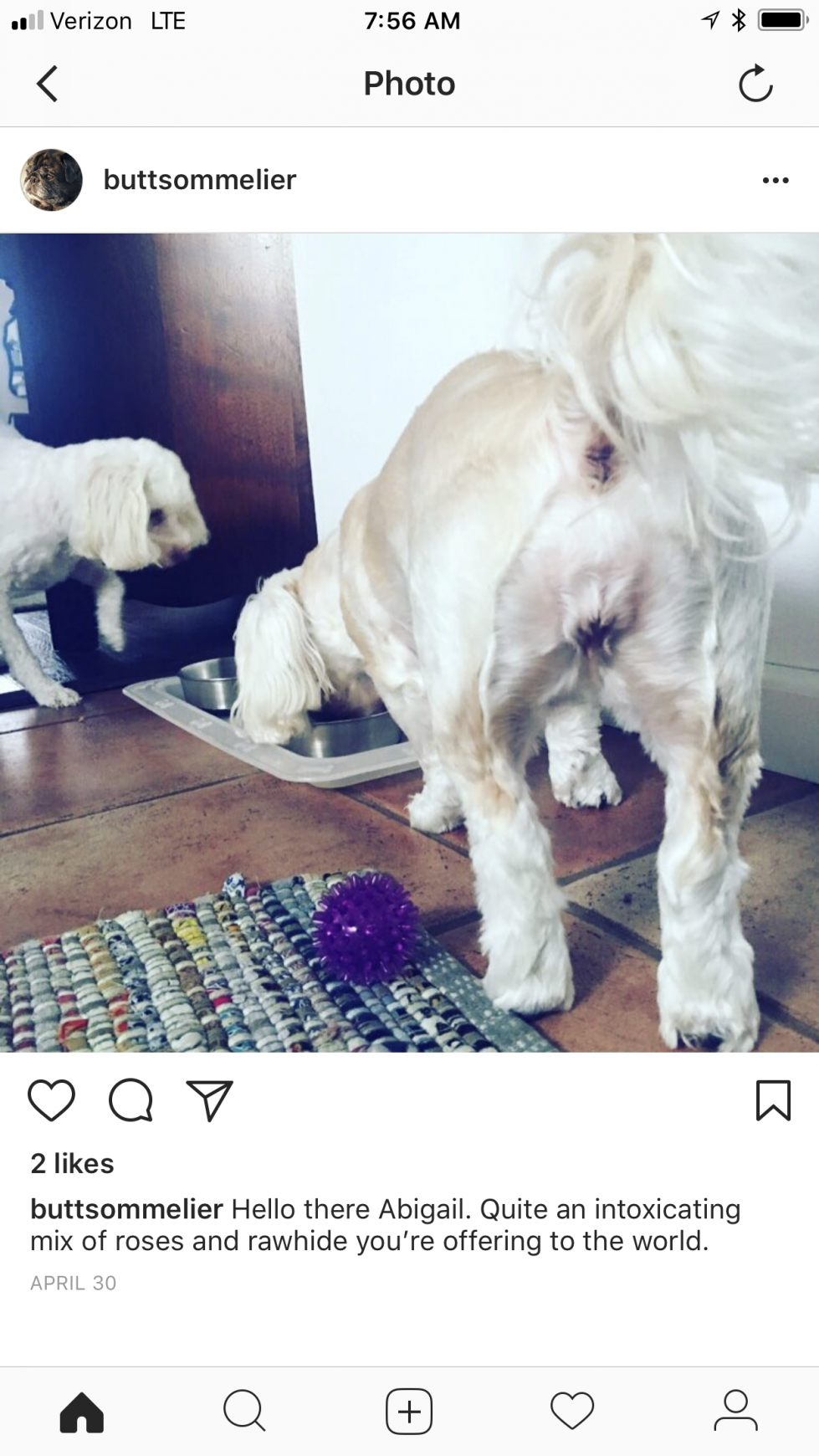 Organic Doggie Treats Digital Ad - The Butt Sommelier