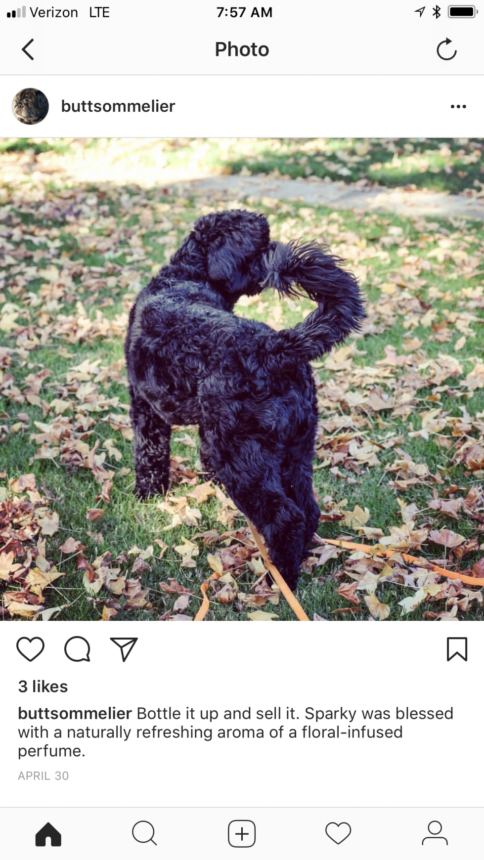 Organic Doggie Treats Digital Ad - The Butt Sommelier