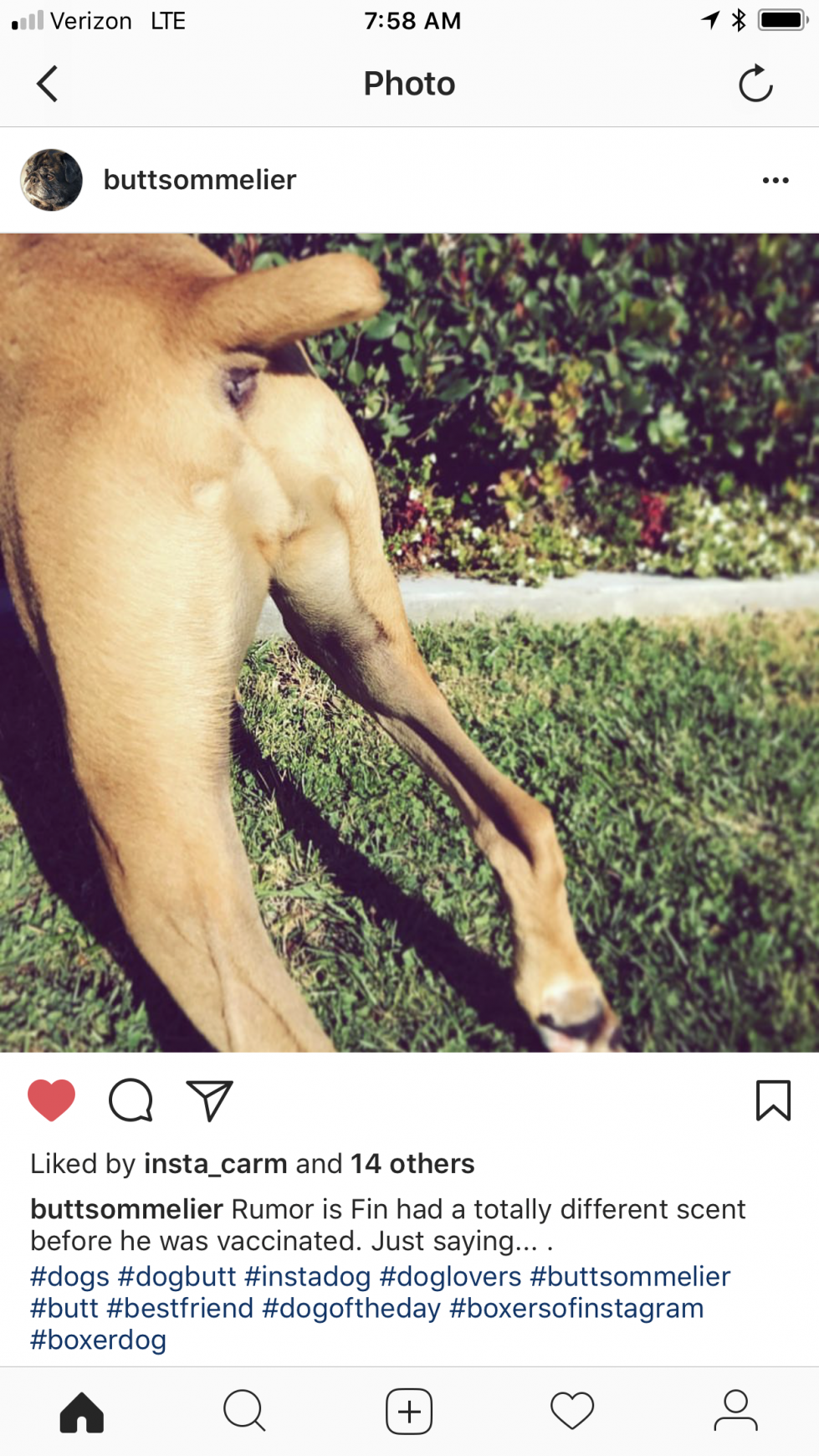 Organic Doggie Treats Digital Ad - The Butt Sommelier