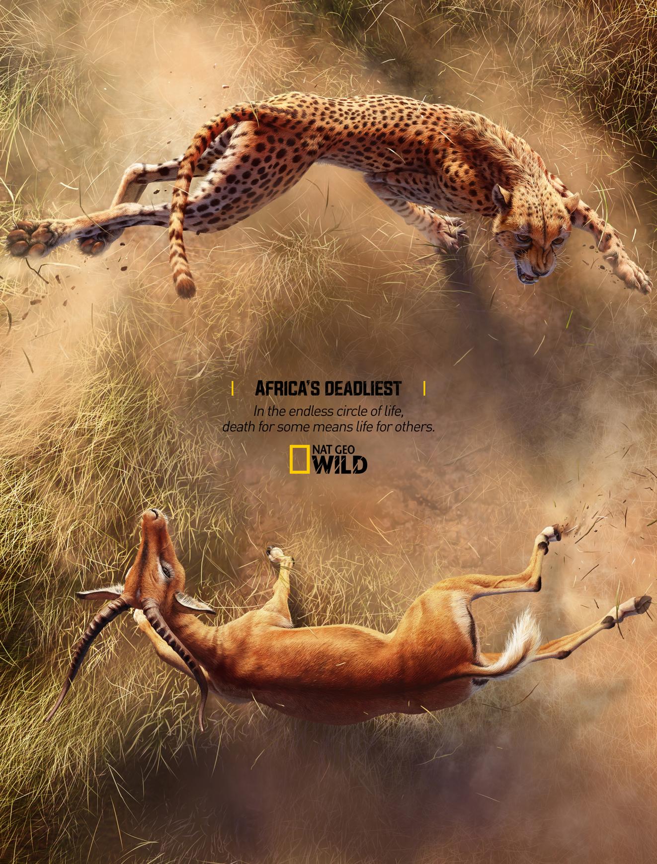 National Geographic Print Ad - Africa's Deadliest - Cheetah X Impala 