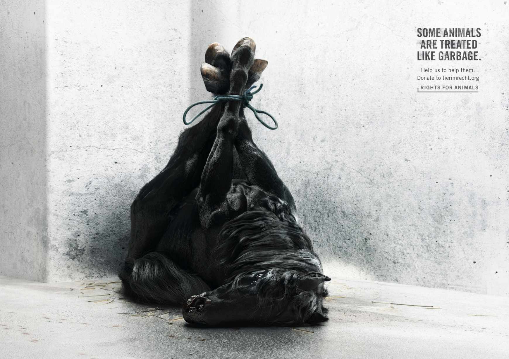 Foundation Tier im Recht Print Ad - Horse