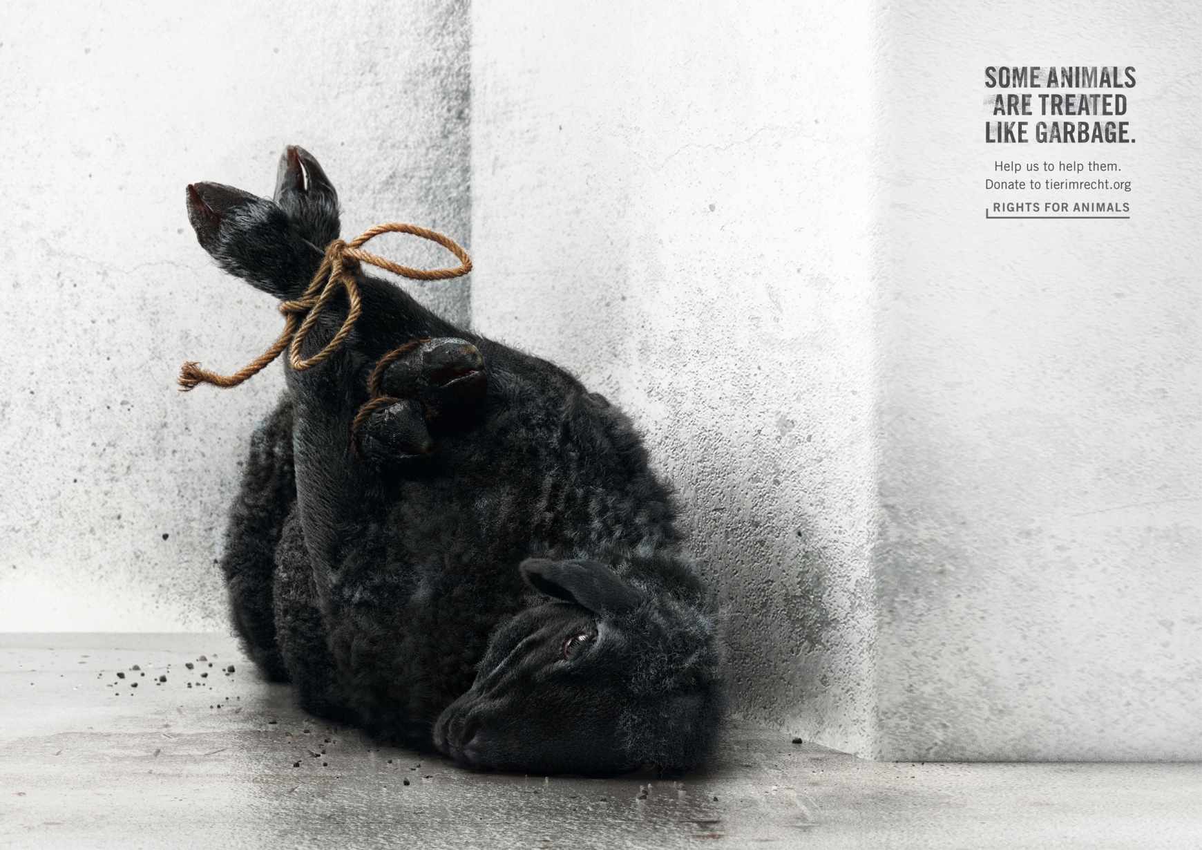 Foundation Tier im Recht Print Ad - Sheep