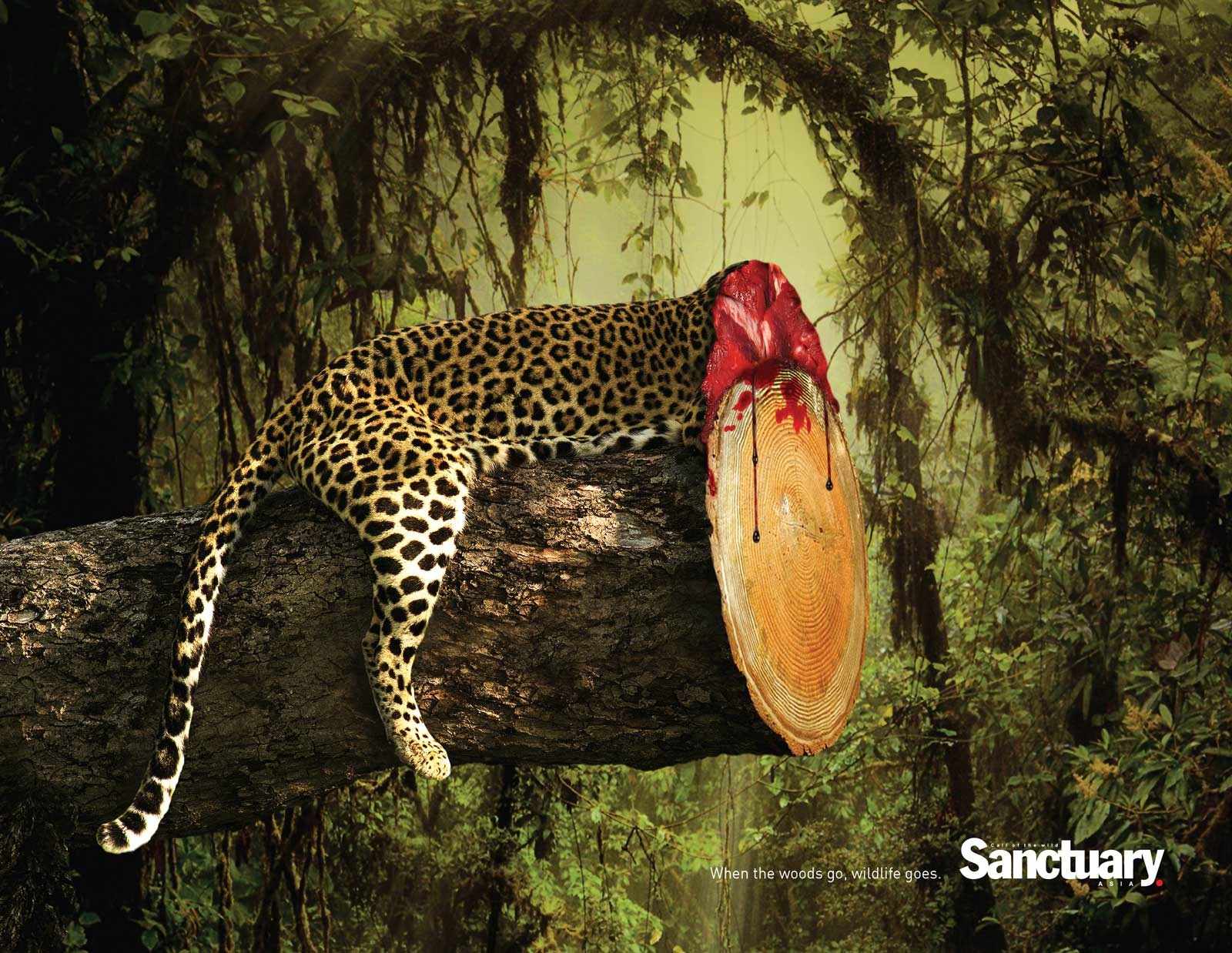 an analysis of the wwf advertisement for donating money an analysis of the wwf advertisement for donating money