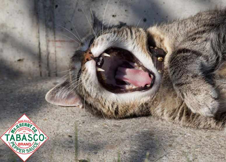 Tabasco Print Ad - Animals, 1 