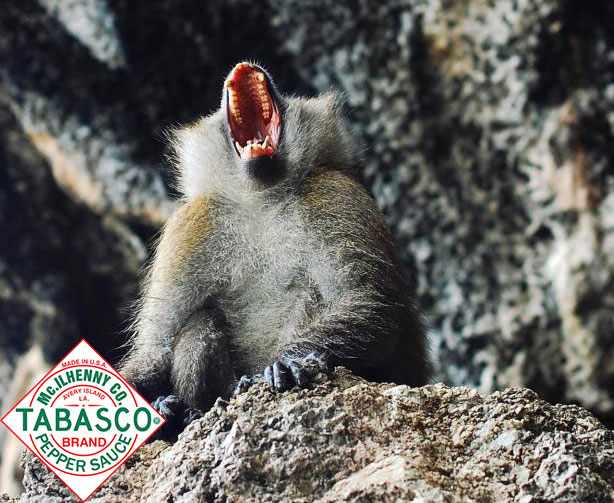 Tabasco Print Ad - Animals, 2 