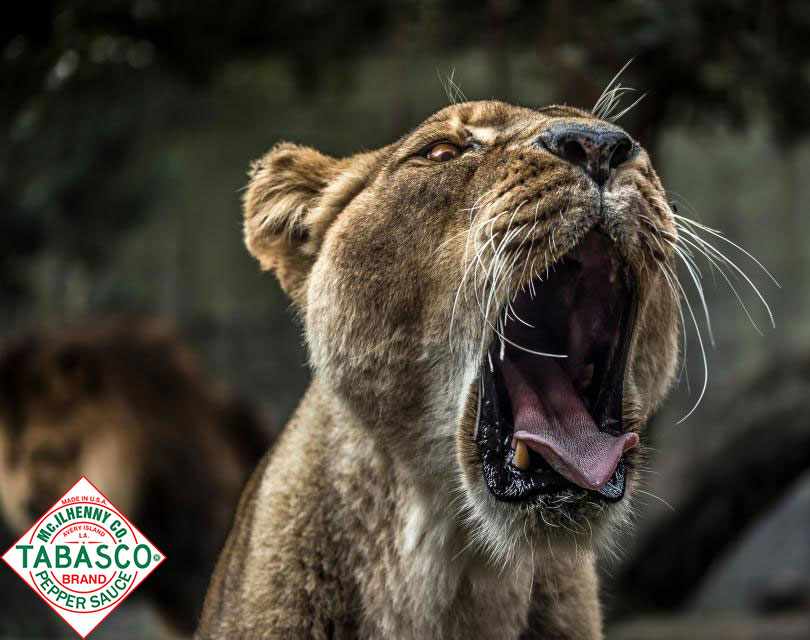 Tabasco Print Ad - Animals, 3